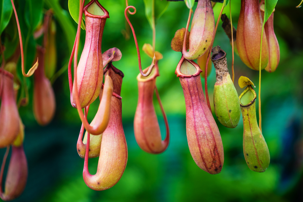 Nepenthes,,Tropical,Pitcher,Plants,And,Monkey,Cups