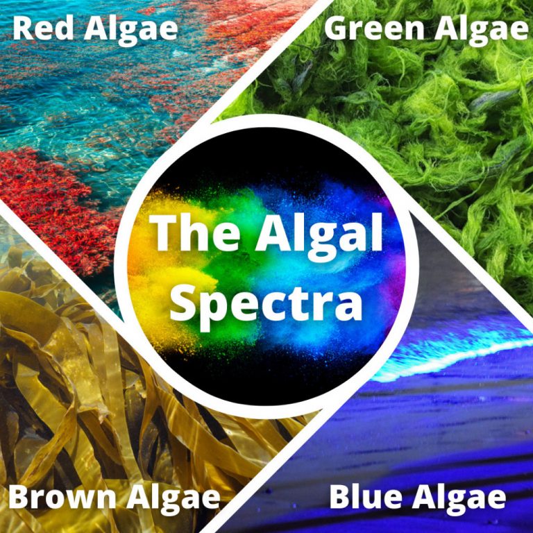 Why Are Algae Called Plants Of Different Colors? » ScienceABC