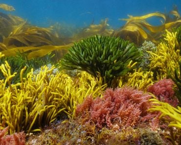 Various,Colorful,Algae,Seaweeds,Underwater,On,The,Ocean,Floor,,Eastern