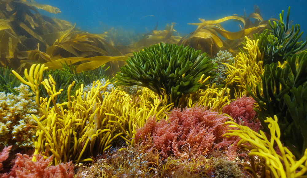 Various,Colorful,Algae,Seaweeds,Underwater,On,The,Ocean,Floor,,Eastern