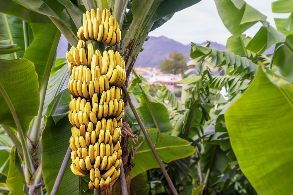 Banana,Tree,With,Bunch,Of,Growing,Ripe,Yellow,Bananas,,Plantation