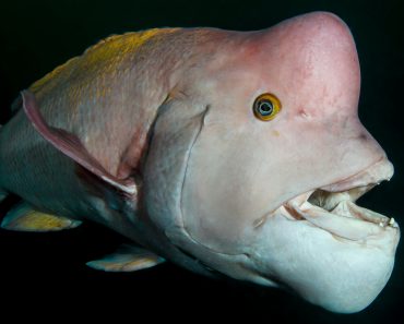 Asian,Sheepshead,Wrasse,Posing,Underwater