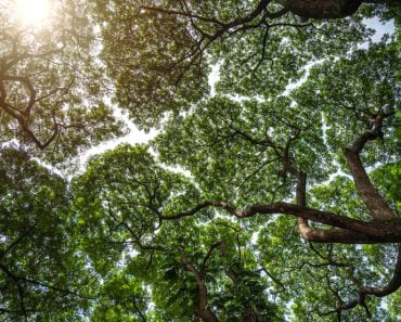 Branches of big green trees and sunlight from under the tree. Crown shyness phonomenon, tree crowns do not touch each other