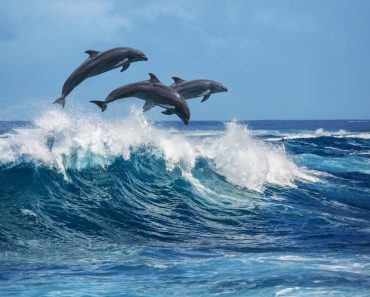 Three,Beautiful,Dolphins,Jumping,Over,Breaking,Waves.,Hawaii,Pacific,Ocean