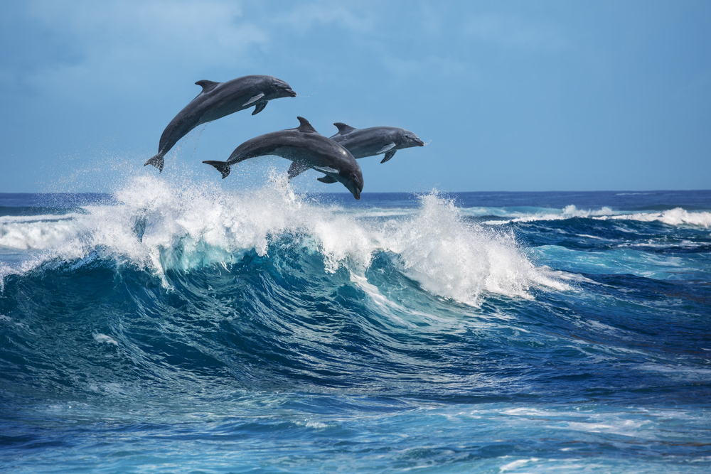 Three,Beautiful,Dolphins,Jumping,Over,Breaking,Waves.,Hawaii,Pacific,Ocean