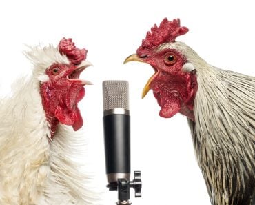 Two,Roosters,Singing,At,A,Microphone,,Isolated,On,White