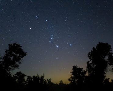 Closeup,Orion,Constellation,On,Night,Starry,Sky,Above,Forest,Silhouette,