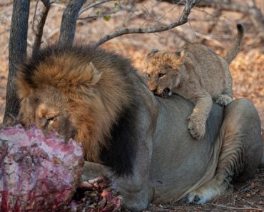 A,Lion,Cub,Taking,Chances,By,Chewing,On,And,Biting