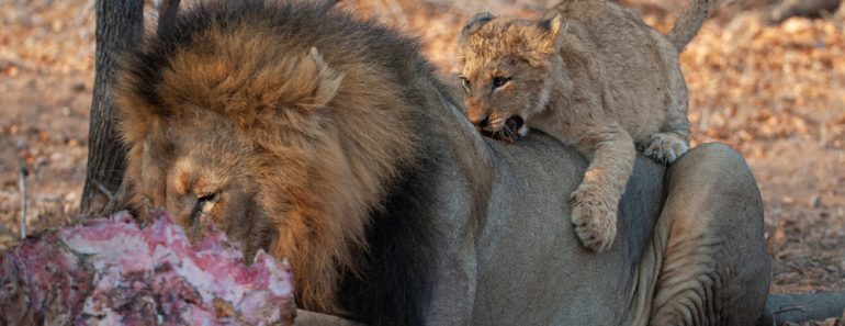 A,Lion,Cub,Taking,Chances,By,Chewing,On,And,Biting