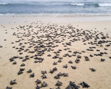 Baby,Sea,Turtles,On,The,Beach,Walking,To,The,Ocean