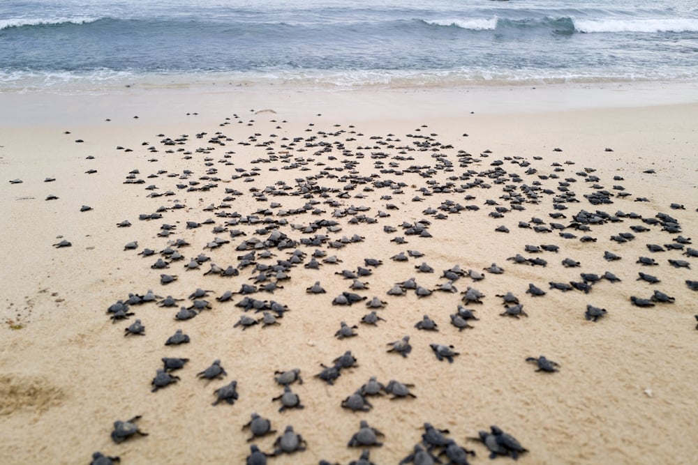 Baby,Sea,Turtles,On,The,Beach,Walking,To,The,Ocean