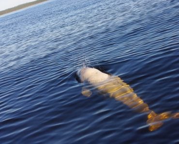 Beluga,Whale,(delphinapterus,Leucas),In,The,Arctic,Seas.,White,Sea.