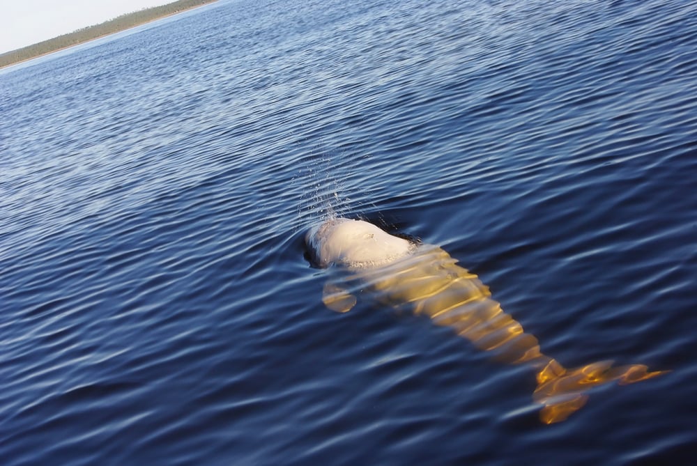 Beluga,Whale,(delphinapterus,Leucas),In,The,Arctic,Seas.,White,Sea.