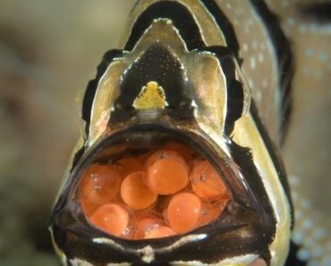 Cardinal,Fish,With,Eggs