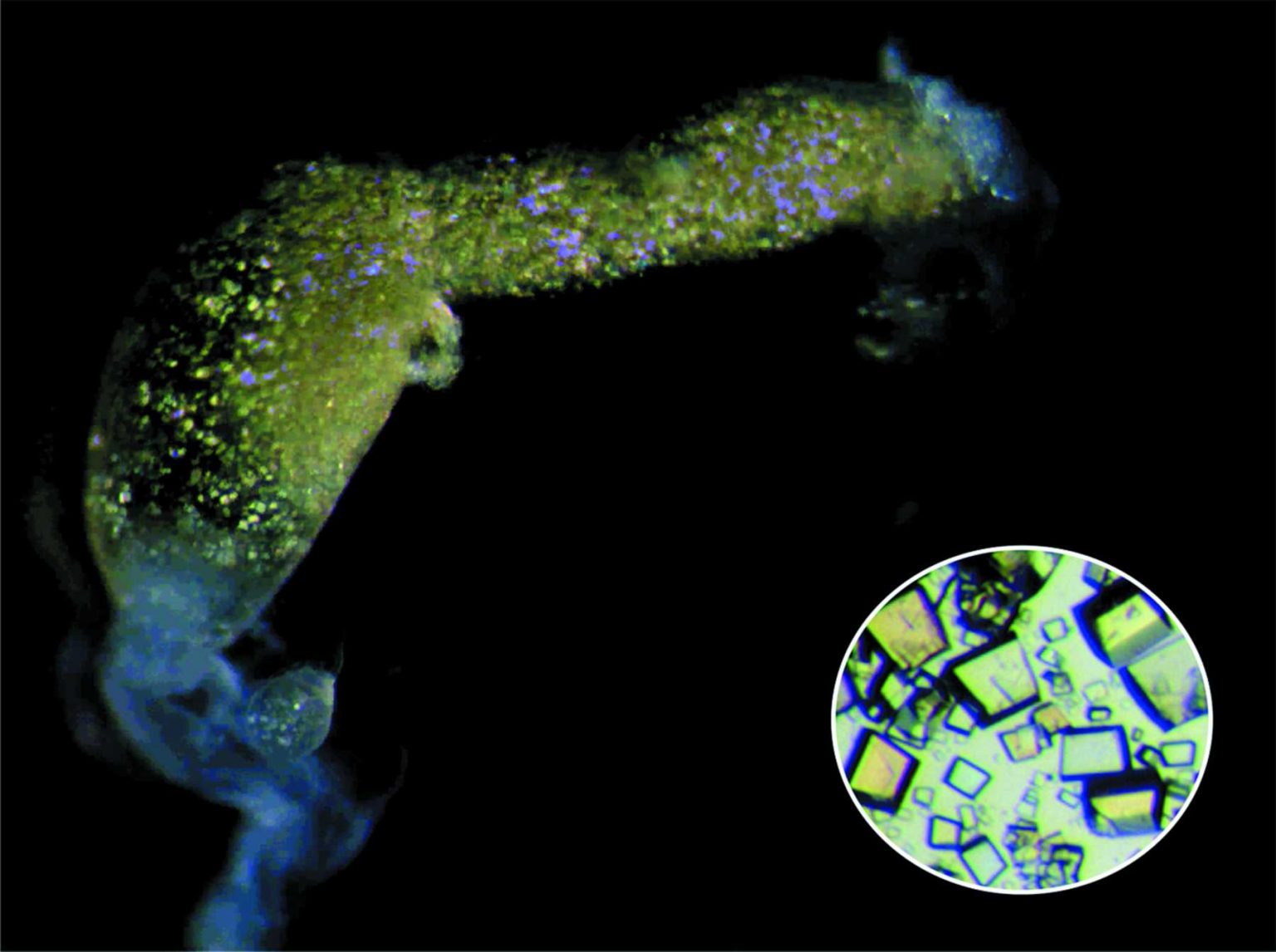 Do Some Cockroaches Make Milk To Feed Their Young Ones? » ScienceABC