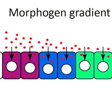 Morphogen