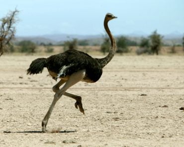 Ostrich Head in Sand: Do Ostriches Really Bury Their Heads?