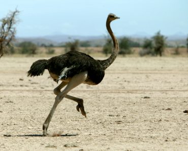 Ostrich,Running,In,Desert