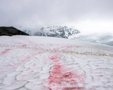 Snow,Algae,Or,Also,Known,As,Watermelon,Snow,In,Alaska