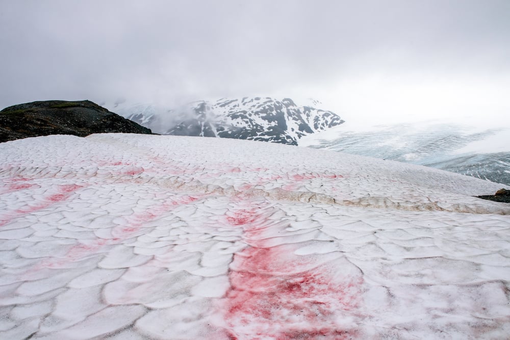 Snow,Algae,Or,Also,Known,As,Watermelon,Snow,In,Alaska