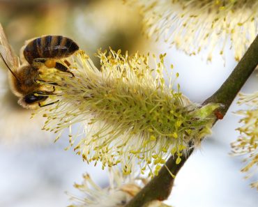 Spring,Is,Here.,A,Honeybee,Drunks,A,Chow.