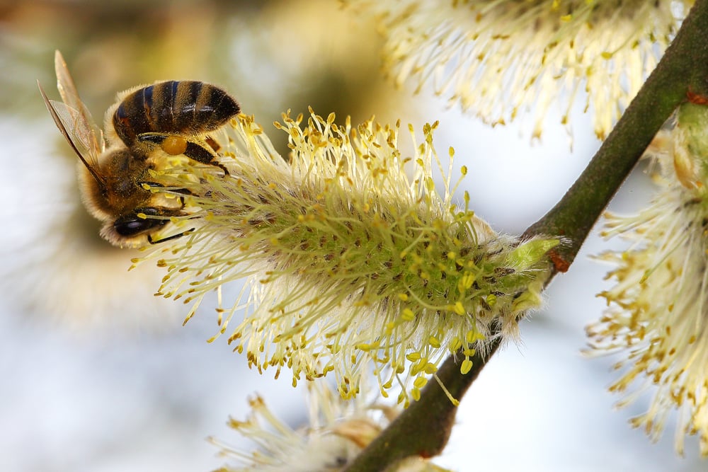 Spring,Is,Here.,A,Honeybee,Drunks,A,Chow.