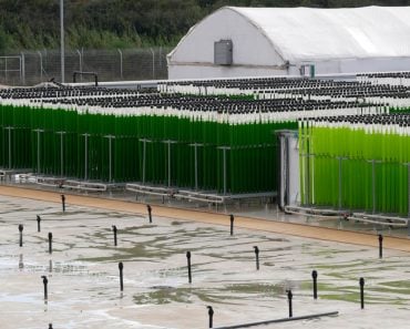 Algae,Growing,Farm,From,Vertical,Transparent,Pipes,With,Water