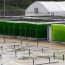 Algae,Growing,Farm,From,Vertical,Transparent,Pipes,With,Water