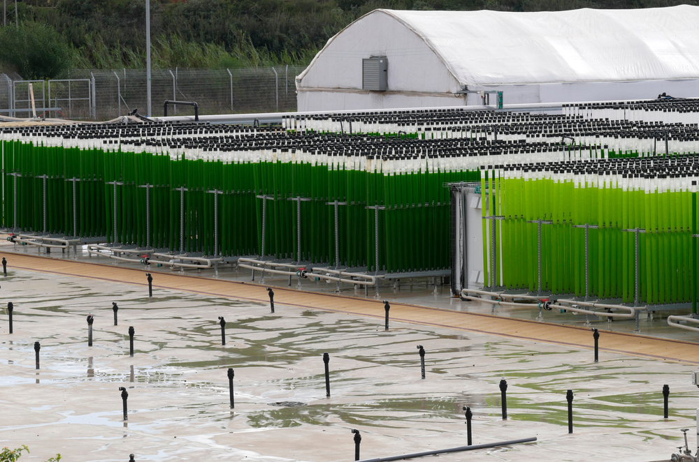 Algae,Growing,Farm,From,Vertical,Transparent,Pipes,With,Water