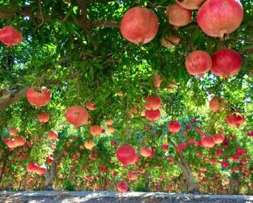 pomegranates_t20_e8zOAv