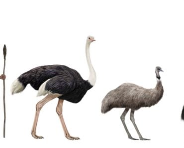 Digital,Illustration,Of,Flightless,Large,Birds,Comparation,Vs,Human