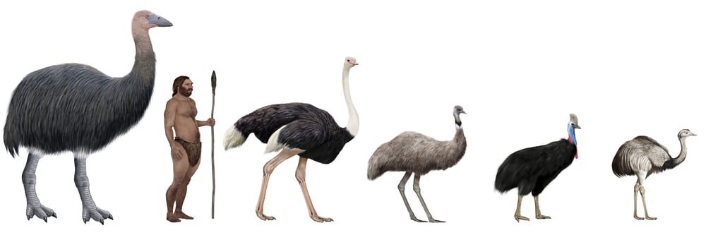 Digital,Illustration,Of,Flightless,Large,Birds,Comparation,Vs,Human