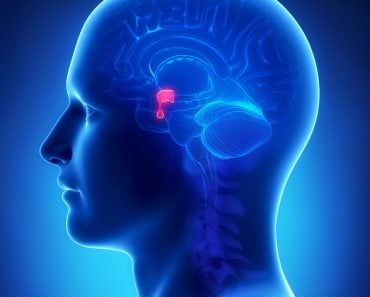 Brain,Anatomy,Pituitary,Gland,-,Cross,Section