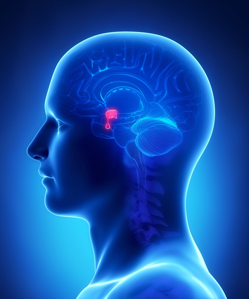 Brain,Anatomy,Pituitary,Gland,-,Cross,Section