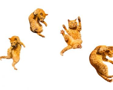 Four,Ginger,Flying,Cats,Isolated,On,A,White,Background.