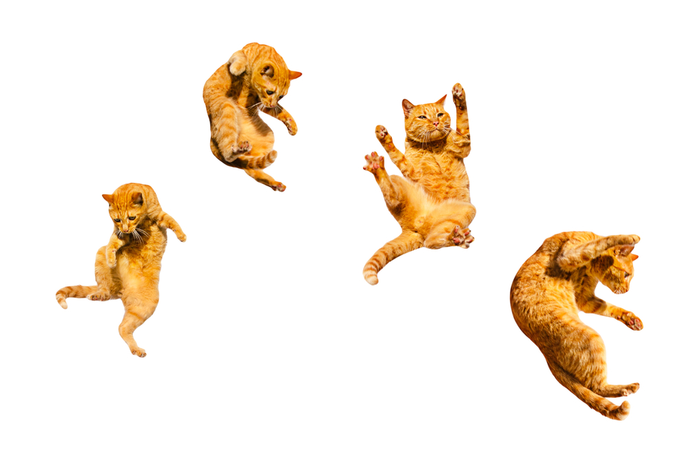 Four,Ginger,Flying,Cats,Isolated,On,A,White,Background.