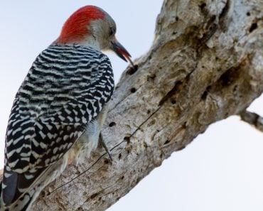Red-bellied,Woodpecker,Eating,Bugs,With,His,Tongue