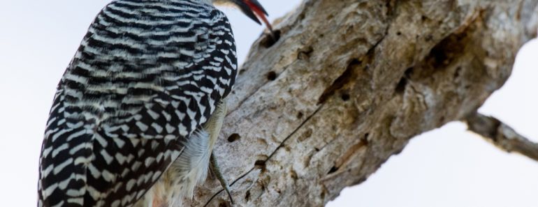 Red-bellied,Woodpecker,Eating,Bugs,With,His,Tongue