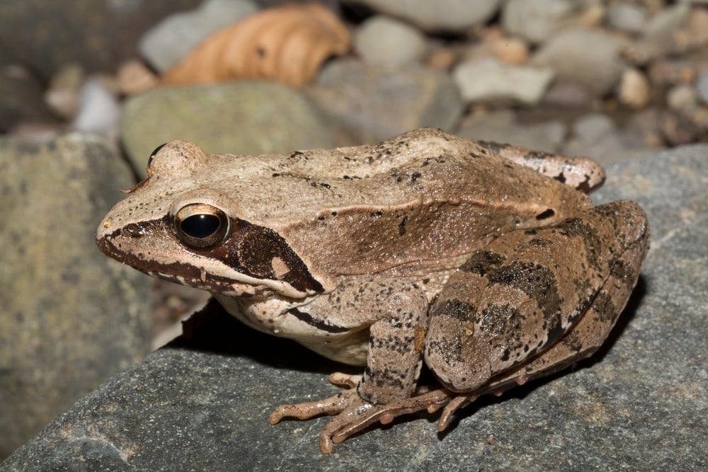 The,Pool,Frog,(pelophylax,Lessonae),Is,A,European,Frog.,The