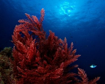 Asparagopsis,Algae,And,Sun,,Underwater,Image.