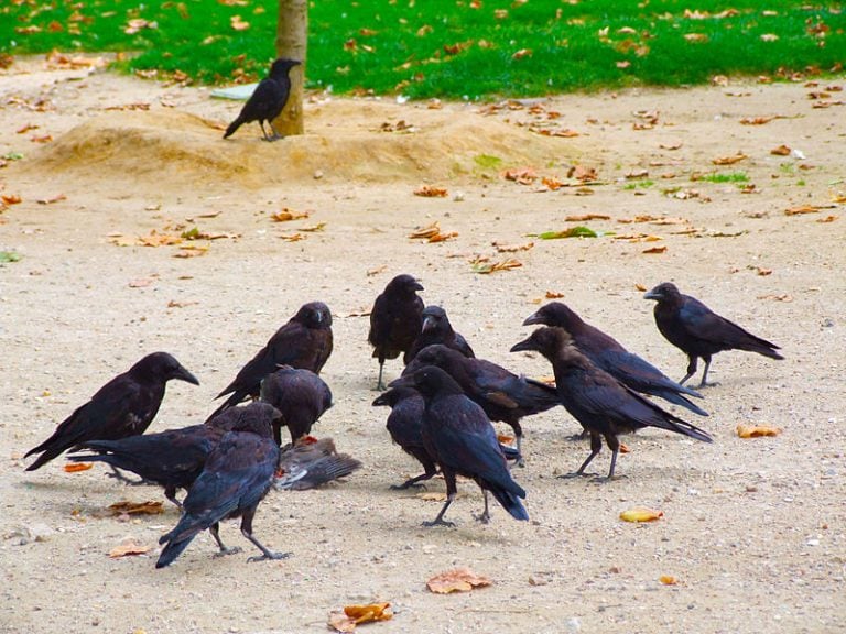 Do Crows Mourn Their Dead Science Abc 