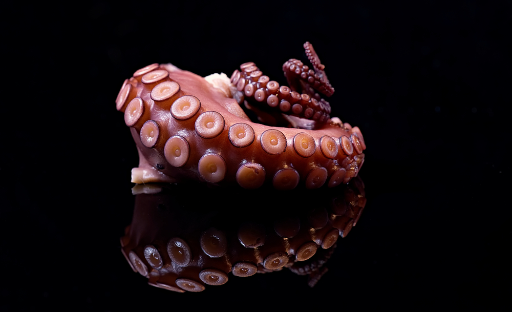 Octopus,Arm,Krake