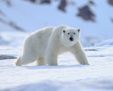 Polar,Bear,(ursus,Maritimus),