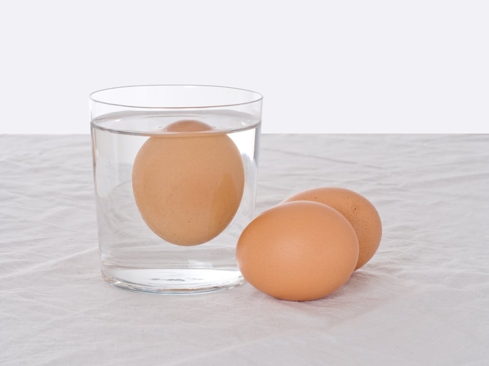 Rotten chicken egg