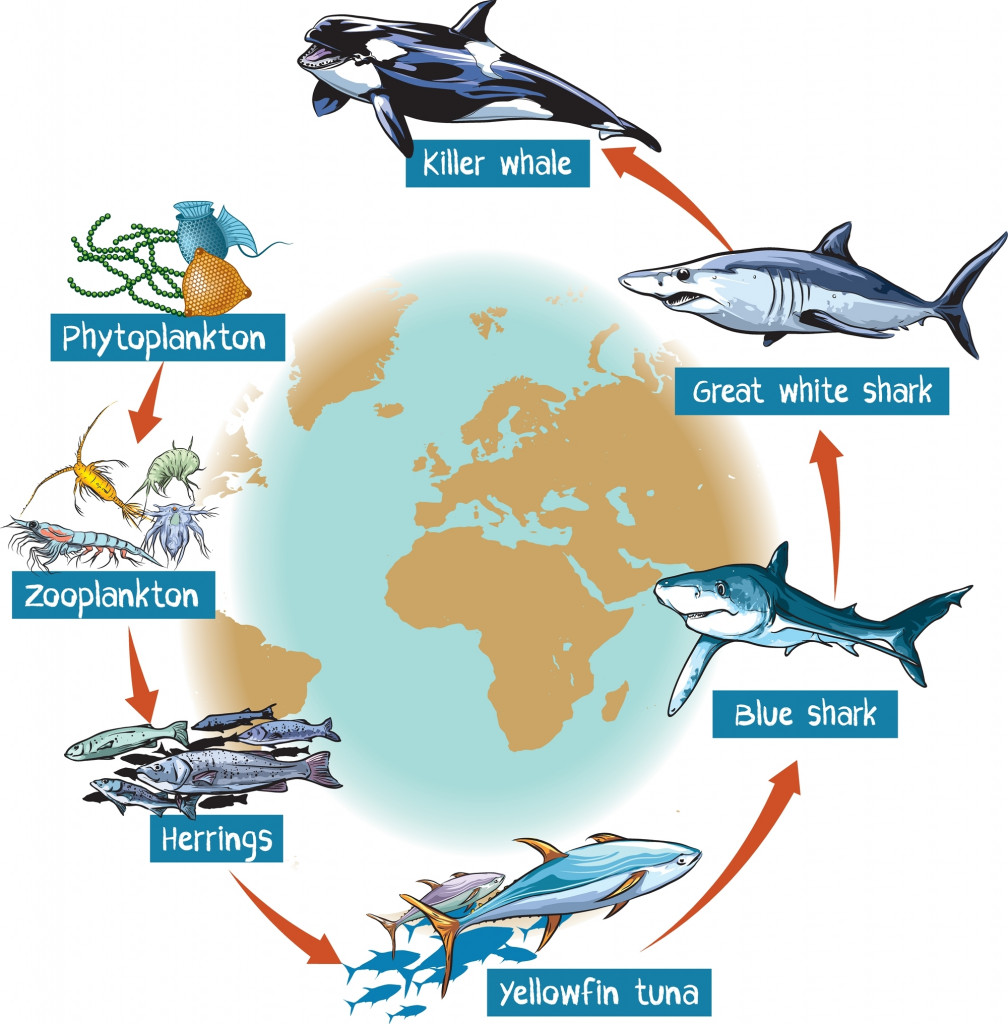 How Do Satellites Help Us Catch Fish ScienceABC Biology Diagrams