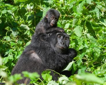 A,Mother,And,Her,Baby,Mountain,Gorilla,Playing,In,The