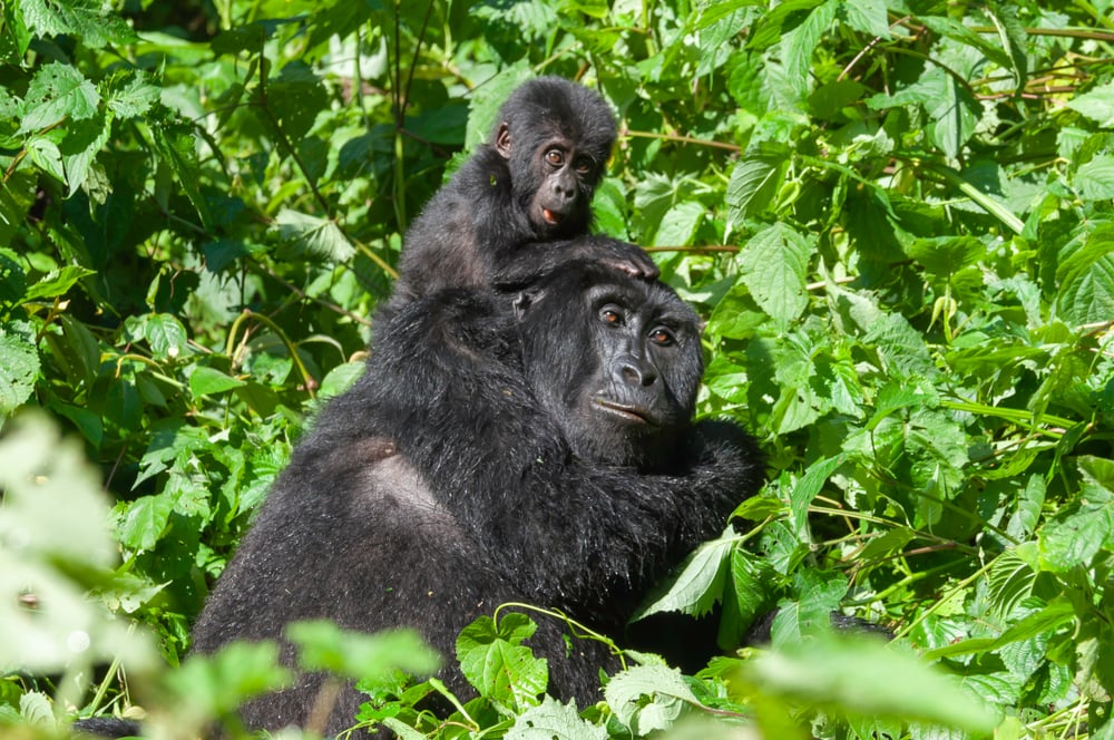 A,Mother,And,Her,Baby,Mountain,Gorilla,Playing,In,The