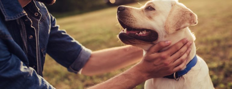Cropped,Image,Of,Handsome,Young,Man,With,Labrador,Outdoors.,Man