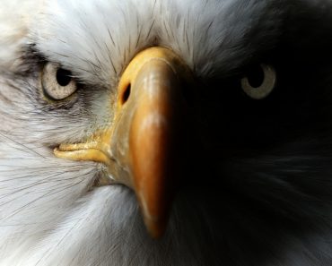 Eagle,Close,Up,Portrait