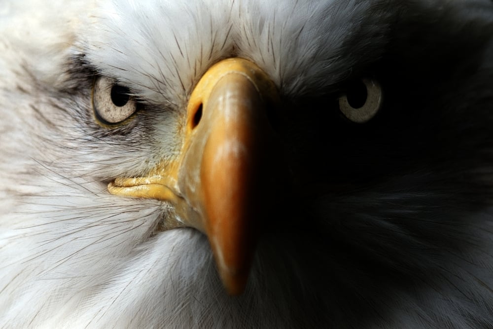 Eagle,Close,Up,Portrait
